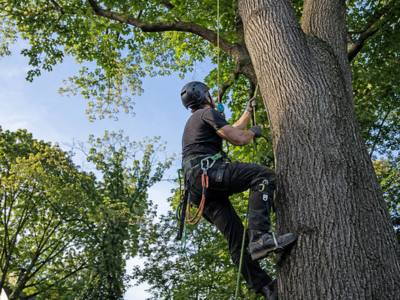 Climber scaling the trunk of an ash tree to reach its upper limbs