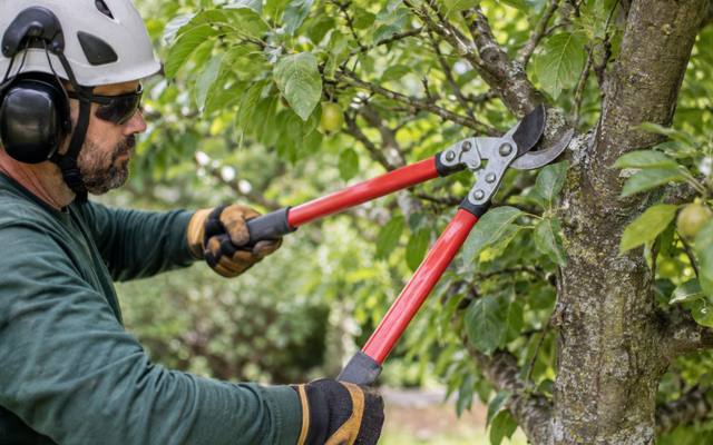Arborist working through the canopy to open up a dense crown