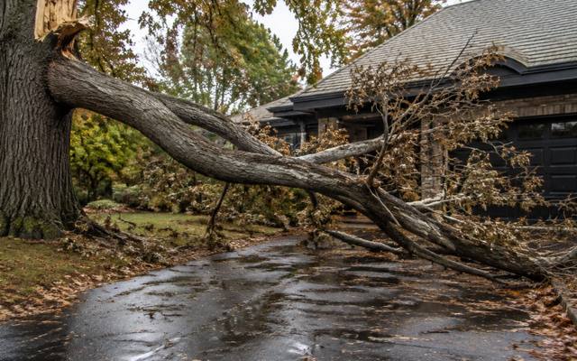 Broken dead limb lying across a residential driveway waiting to be cleared