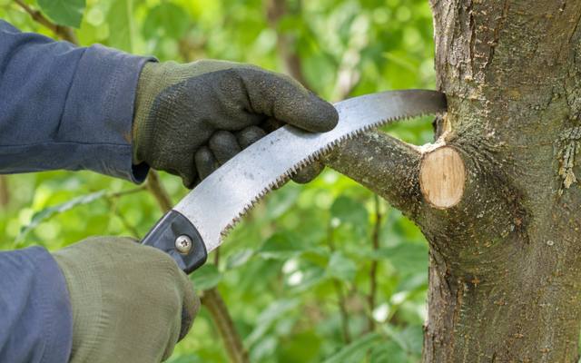 Climber using a small hand saw on a limb high in a mature tree