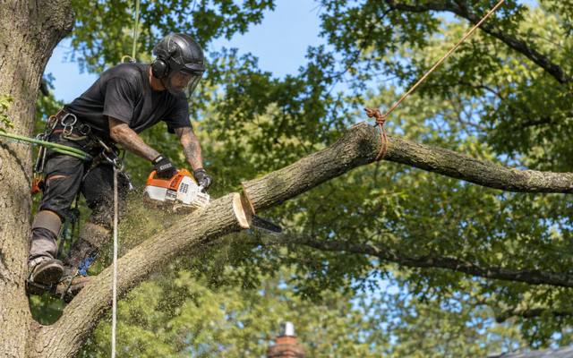 Tree climber on a rope cutting a side branch back to the trunk